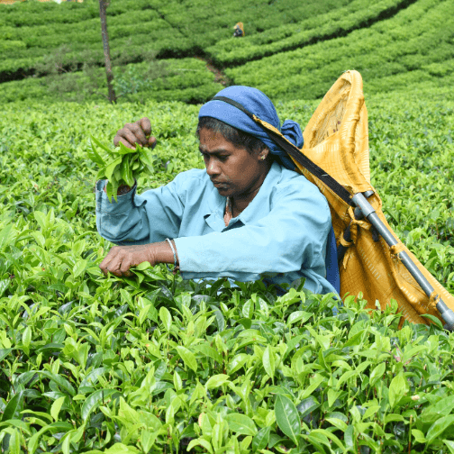 Tea Picking Nuwara Eliya