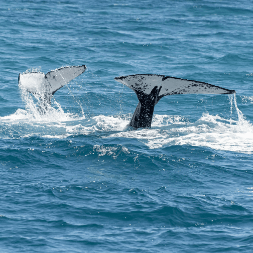 Whale Watching in Mirissa Sri Lanka