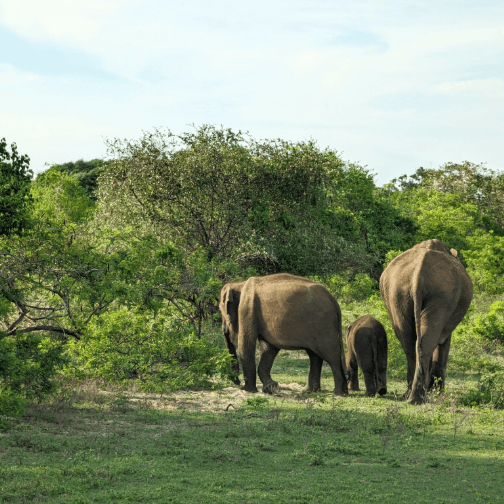 Yala National Park