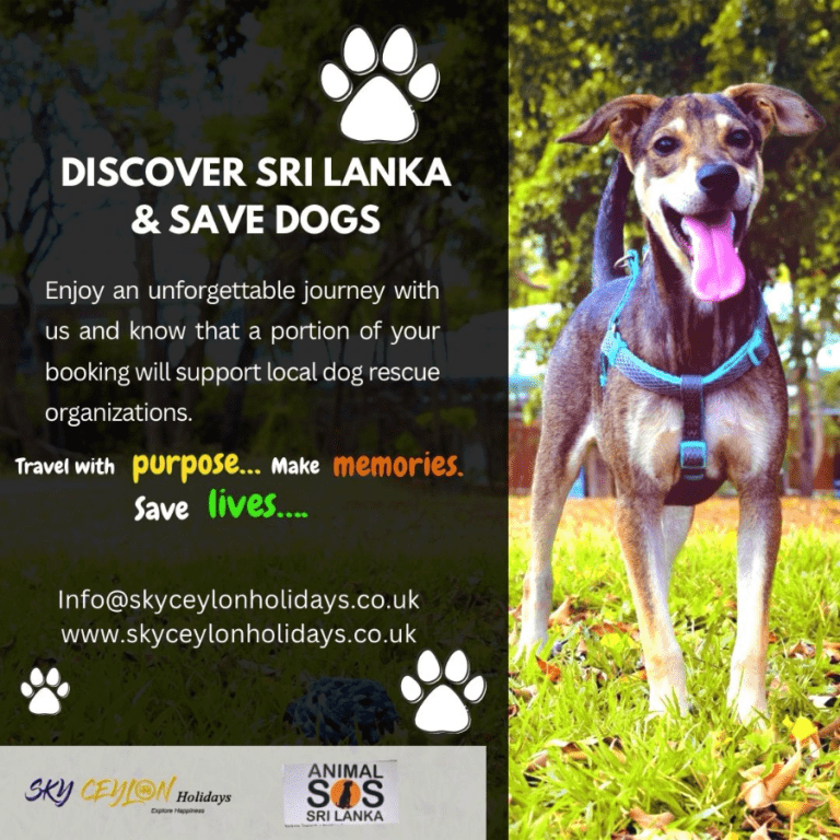 CSR save dogs