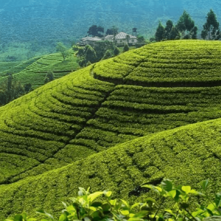 TEA PLANTATION VISIT