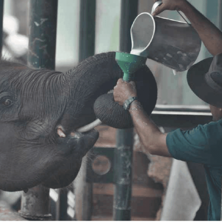 ELEPHANT TRANSIT HOME