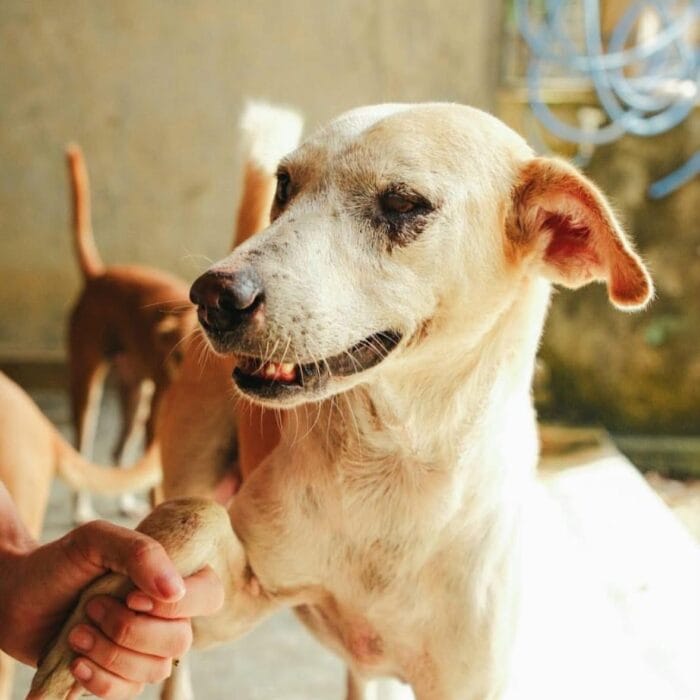 Dog Rescued 2