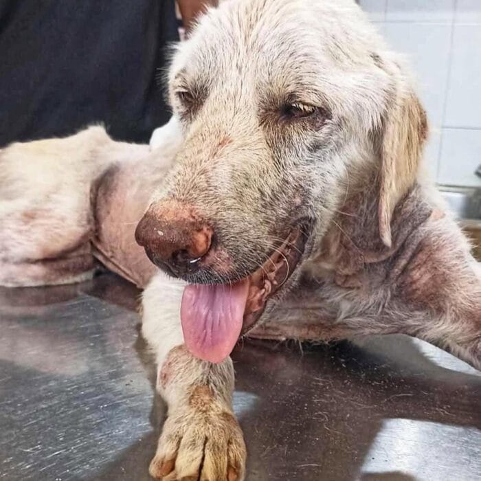 Dog Rescued 3