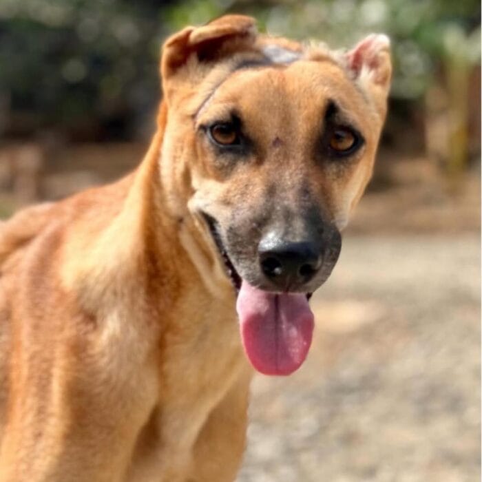 Dog Rescued 4